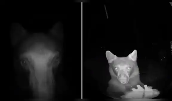 Oye misteriosos sonidos afuera de su casa, revisa cámara y descubre a unos osos hambrientos [VIDEO]