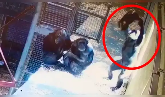 Cámara de seguridad capta tierno momento de mamá chimpancé junto a su cría [VIDEO] 