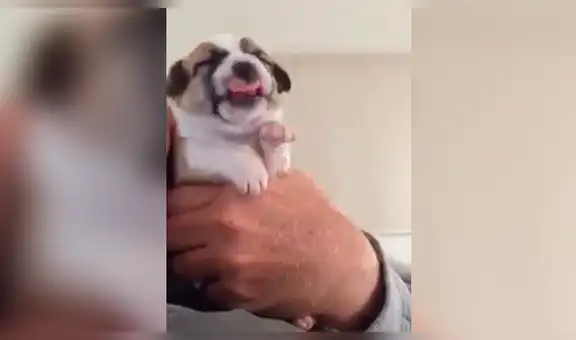 Facebook: cachorro ingiere medicina por primera vez y tiene inesperada reacción que enternece a miles [VIDEO]