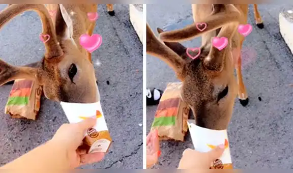 YouTube: ciervo adicto a las papas de Burger King causa asombro en Estados Unidos