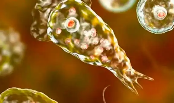 EE. UU.: alerta en Texas por el hallazgo de una ameba come cerebros en el suministro de agua
