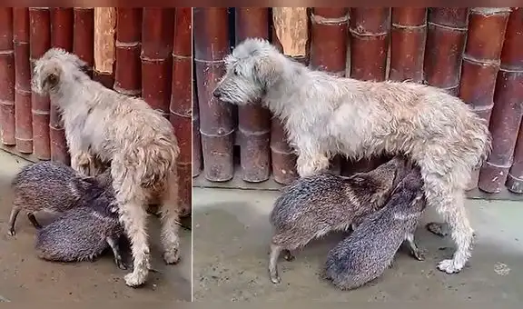 Cusco: Perrita adopta a dos sajinos y sorprende al amamantarlos [VIDEO] 