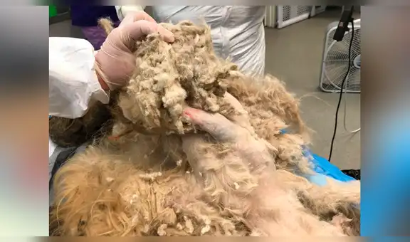 Encuentra perro moribundo con mucho pelaje, le cambia de ‘look’ y su nuevo aspecto emociona [FOTOS]