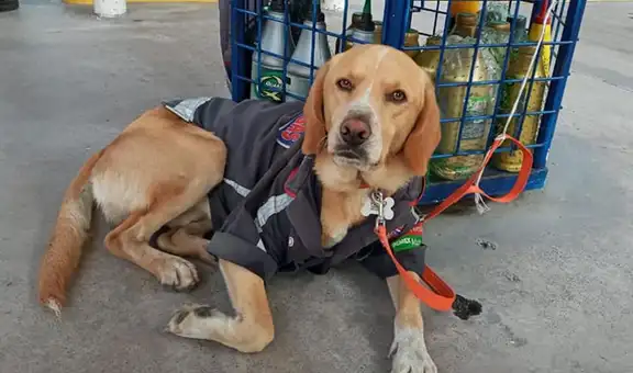 Perro duerme en una gasolinera y dueños lo adoptan como parte del equipo 