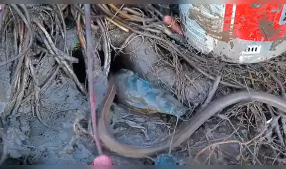 Tira Coca Cola y Mentos en misterioso hoyo y emergen temibles peces y serpientes [VIDEO]