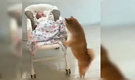 Coloca cámara de seguridad y descubre insólita reacción de su perro al escuchar el llanto de su bebé [VIDEO]