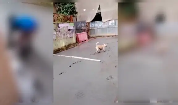 Perro callejero malogra el trabajo de albañil y este tiene inesperada reacción [VIDEO]
