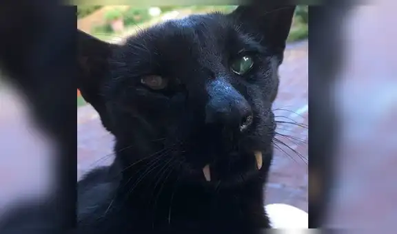 Facebook: extraño 'Gato vampiro' causa asombro en redes por su inusual apariencia [VIDEO]