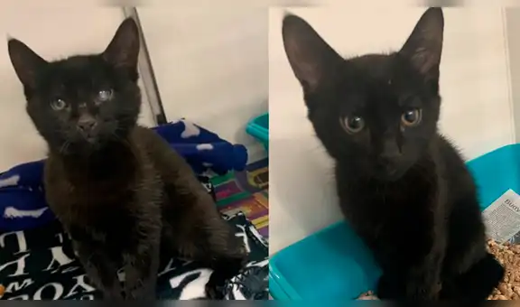 Dos gatos estaban a punto de sufrir hipotermia, veterinario los rescata y su historia conmueve a miles [FOTOS]