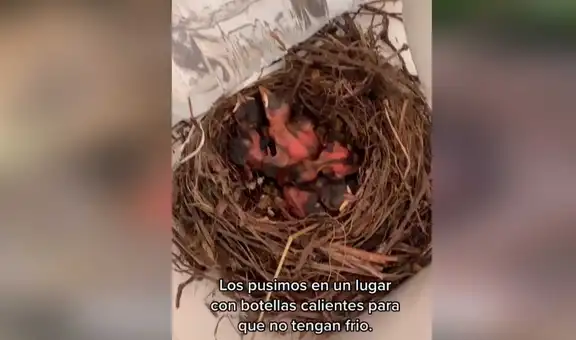 Encuentra pichones abandonados en nido, los cuida y les da un nuevo hogar