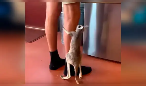 Facebook viral: bebé canguro se aferra a las piernas de su cuidador y motivo emociona a miles [VIDEO] 