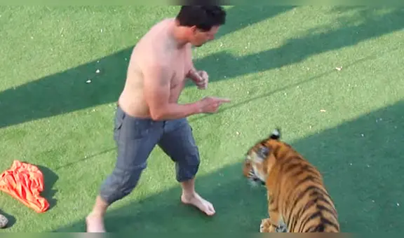 Furioso tigre ataca a hombre que lo cuidó de bebé porque no quería acatar las órdenes [VIDEO]