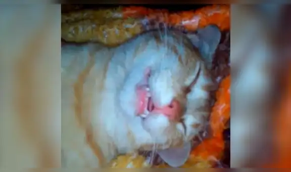 Facebook: se asustó al ver a su gato muerto, sin imaginar que tendría un final inesperado