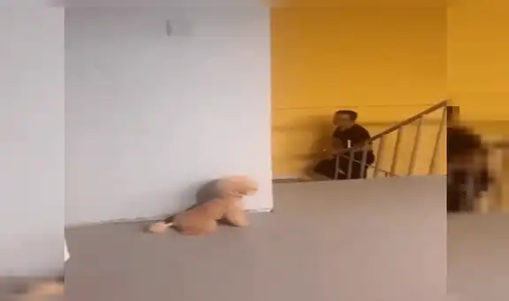 Perros que son captados ‘planeando’ asustar a su dueño con insólito truco remecen las redes [VIDEO]