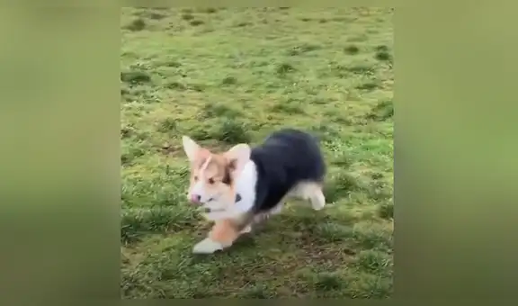 Joven conmueve al contar la tierna historia de su pequeño perro ciego que nadie quería adoptar [VIDEO]