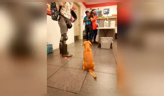 Empleados de una empresa le construyen una casa a perro callejero tras adoptarlo [FOTOS]