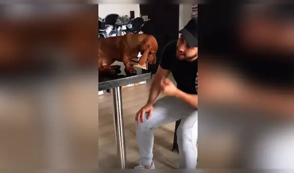 Perro pone ‘cara triste’ para obtener el perdón de su dueño por cometer travesuras [VIDEO] 