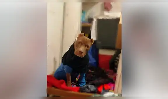 Rescatan a perro callejero en deplorable estado, lo curan y ahora luce hermoso [FOTOS]
