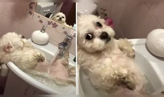 Graban el primer baño de un perro que tiene insólita reacción al tocar el agua con su cuerpo [VIDEO]