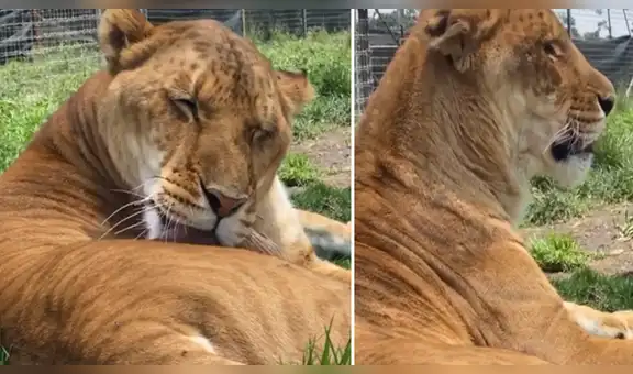 Ingresa a jaula de feroz leona para acariciarla y depredadora tiene increíble reacción [VIDEO]