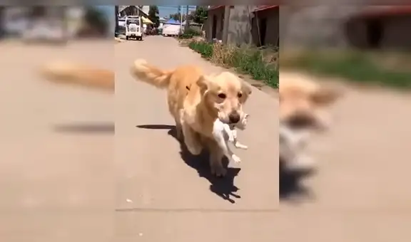 Perro encuentra a gato moribundo, lo lleva a su casa y lo cuida como si fuera su cachorro [VIDEO]