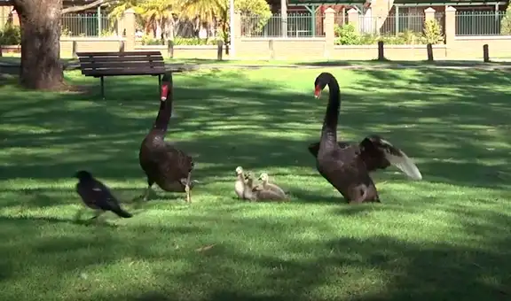 Cisnes se enfrentan a un hambriento cuervo que intentaba atacar a sus polluelos [VIDEO]