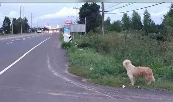 Perro se reencuentra con sus dueños en el mismo lugar que se perdió hace 4 años  [VIDEO]
