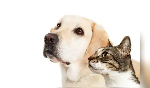 Nuestras mascotas pueden estar protegiéndonos de la COVID-19