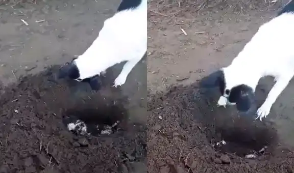 Perrita cava una tumba para enterrar a su cachorro fallecido y escena conmueve [VIDEO]
