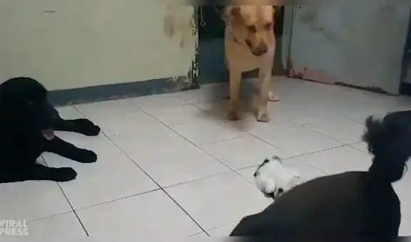 Perro ve a pequeño can en el suelo sin moverse y tiene conmovedora reacción [VIDEO]