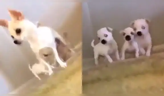 YouTube viral: perros se van de cabeza al intentar seguir a su madre por unas escaleras [VIDEO]
