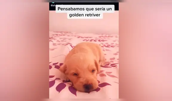 Joven descubrió que el perro que había adoptado no era un golden retriever como ella creía [VIDEO]