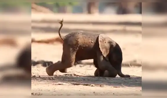 Captan a bebé elefante intentando dar sus primeros pasos y cautiva a miles [VIDEO] 