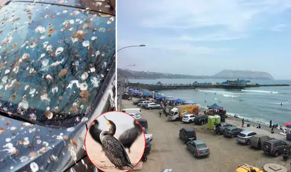 Costa Verde: proponen idea para evitar que aves marinas continúen lanzando desechos a bañistas y autos  