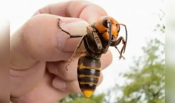 Estados Unidos: el “Avispón asesino” de Asia es reportado por primera vez en territorio 