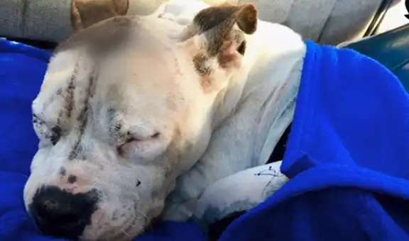 Abandonan a perrita con una herida de bala y su historia conmueve a miles de usuarios [VIDEO]