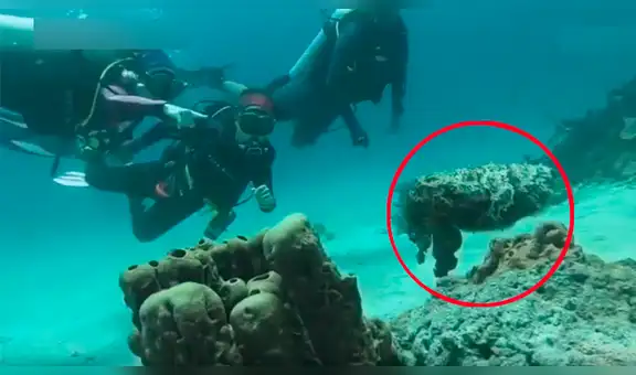 Buzos descubren extraña piedra en el mar, se asoman y criatura sufre sorprendente transformación [VIDEO] 