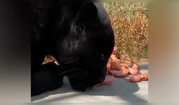 Chico se pone cerca de feroz pantera que devoraba su presa y felino tiene inesperada reacción [VIDEO]