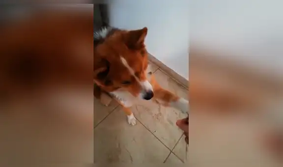 Joven pone a prueba la inteligencia de su perro y se sorprende con su increíble habilidad [VIDEO] 