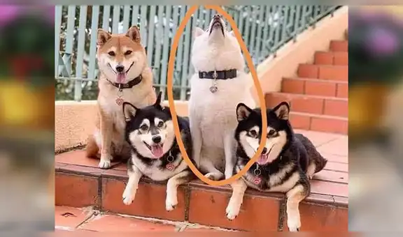 Hombre hace graciosas fotos a sus perros y uno de estos las arruina de la peor manera [FOTOS]