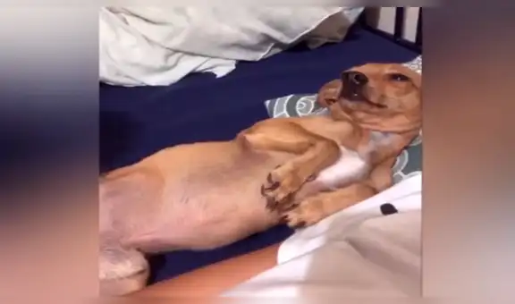 Su novio no deseaba tener perros en casa, pero ella lo encuentra en emotiva escena [VIDEO]