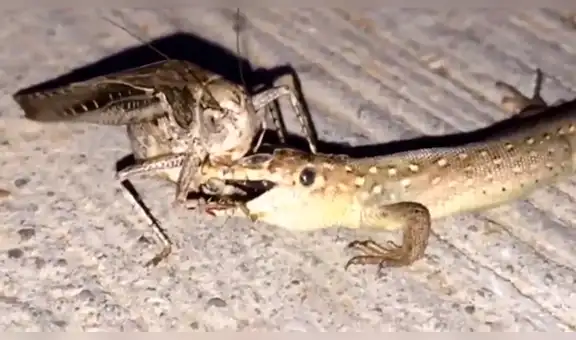 Facebook Viral: No imaginarás el terrible final de la batalla entre este saltamontes gigante y una lagartija