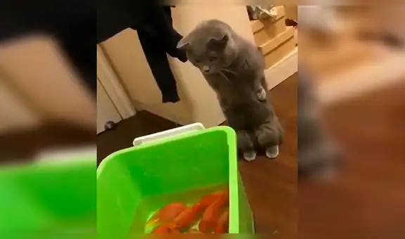 Gato intenta devorar los nuevos peces de su amo, pero su temor al agua se lo impide [VIDEO] 