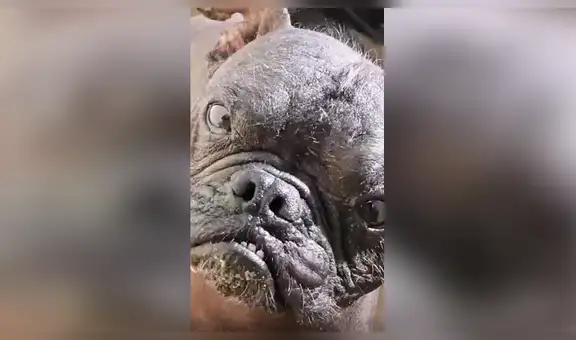 Creyó adoptar un perro pitbull, pero termina descubriendo su verdadera raza con el tiempo [VIDEO] 