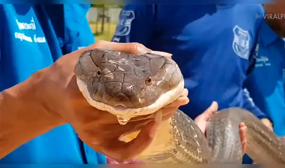 Hombre se mete a tubería y tropieza con hambrienta cobra que agarra con las manos [VIDEO]