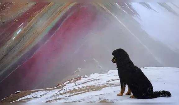 Conozca a ‘Doc’, el perro que lo guiará por la Montaña de los Siete Colores a cambio de cariño [FOTOS]