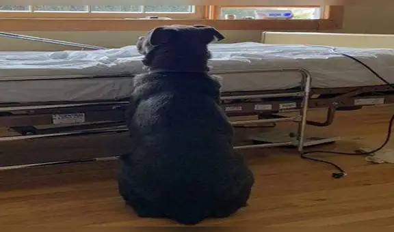 Facebook viral: perro espera en la cama de hospital a su dueño fallecido y conmueve al mundo [FOTOS]