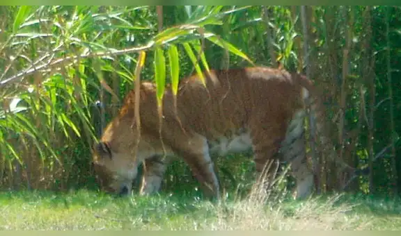 YouTube: Conoce al felino más extraño del mundo, engendrado por un tigre y una leona [VIDEO]