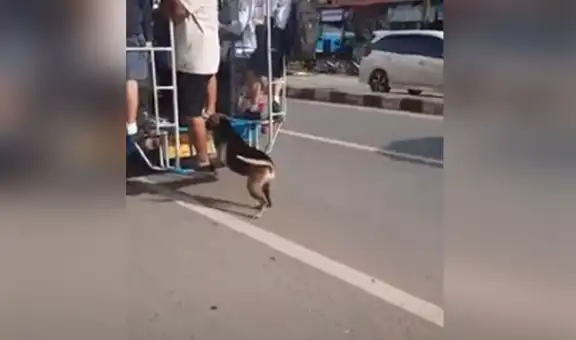 Captan a perro callejero persiguiendo un autobús para poder subirse y dar un paseo [VIDEO]
