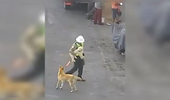 Policía peruano detiene el tránsito para ayudar a perros callejeros que no podían cruzar peligrosa calle [VIDEO]